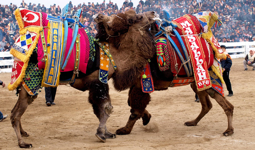 Camel Wrestling Festival