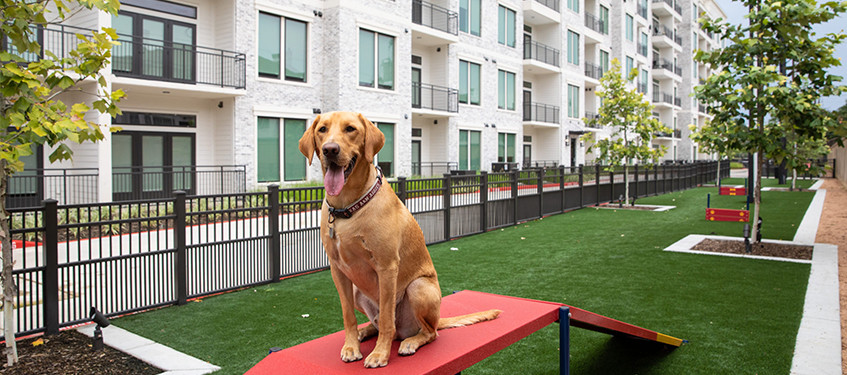 Pet-Friendly Amenities for Animal Lovers Pet-Friendly Amenities for Animal Lovers